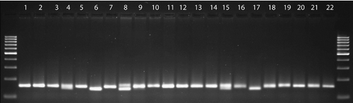 Figure 1. A sample SSR amplification pattern of the primer DMA045 across faba bean genotypes. The numbers show the faba bean genotypes listed in Table 1.