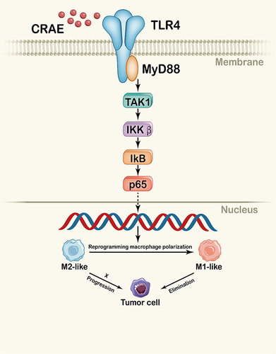 Figure 10 Schematic diagram of CRAE reprogramming macrophage polarization through TLR4-MyD88-TAK1-NF-κB axis. The active ingredient of CRAE caused the activation of TLR4, leading to NF-κB activation, promoted the reprogramming of macrophages, and then induced the apoptosis of myeloma tumor cells.