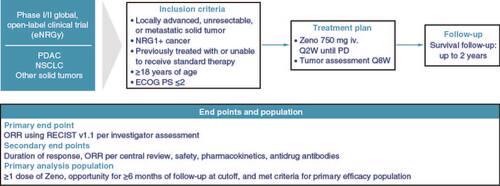 Figure 2. eNRGy trial design.ECOG PS: Eastern Cooperative Oncology Group performance status; iv.: Intravenous; NRG1: Neuregulin 1; NSCLC: Non-small-cell lung cancer; ORR: Overall response rate; PD: Progressive disease; PDAC: Pancreatic ductal adenocarcinoma; RECIST: Response Evaluation Criteria in Solid Tumors; Q2W: Every 2 weeks; Q8W: Every 8 weeks; Zeno: Zenocutuzumab.
