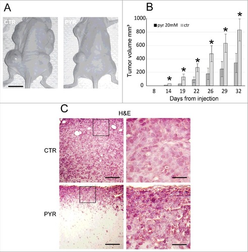 Figure 7. Pyruvate pretreatment of viable A375 melanoma cells strongly reduces the tumor development in vivo. (A) The inhibitory effect of pyruvate pre-treatment on melanoma growth in vivo. Scale bar = 10 mm. (B) Quantification of tumor volume. Values represent the averages of tumors developed at various times and expressed as mean ± SEM (n = 12, each). (C) Histological sections of tumors derived from PBS- (upper pictures) and pyruvate-treated melanoma stem cells (lower pictures) counterstained with Hematoxylin and Eosin (H&E). Scale bar left pictures = 100 μm, right pictures = 25 μm. Adapted from 25.