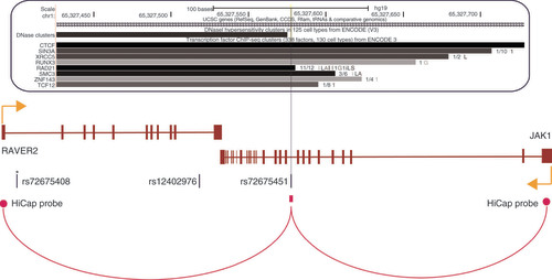 Figure 3. The genomic landscape for the SNPs rs72675408, rs72675451 and rs12402976.The enhancer harboring rs72675451 interacts with JAK1 and RAVER2 promoters in human liver tissue (pink lines) [Citation27]. The insert shows transcription factors binding in ChIP-seq experiments from the Encyclopedia of DNA Elements project [Citation24]. The color intensity is proportional to signal strength (abbreviations at: http://tinyurl.com/watv2v7).