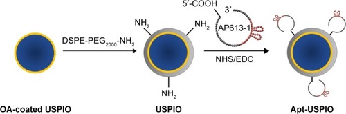 Figure 1 Schematic diagram of the synthesis of AP613-1-mediated USPIO (Apt-USPIO). OA-coated USPIO nanoparticles are modified with DSPE-PEG2000-NH2. Amino moieties (NH2-) of USPIO nanoparticles and 5′ carboxyl (-COOH) of AP613-1 are reacted to construct the Apt-USPIO probe.Abbreviations: Apt-USPIO, aptamer-mediated USPIO; DSPE-PEG2000-NH2, 1,2-distearoyl-sn-glycero-3-phosphoethanolamine-N-[amino(polyethylene glycol)-2000]; EDC, 1-ethyl-3-(3-dimethylaminopropyl)carbodiimide hydrochloride; NHS, N-hydroxysuccinimide; OA, oleic acid; USPIO, ultrasmall superparamagnetic iron oxide.