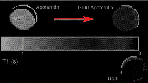 Figure 3. Quantitative T1 maps with pseudocolour obtained from solutions imaged in glass MR tubes. The tubes demonstrate a marked T1 shortening effect by loading GdHPDO3A (Prohance) into apoferritin. The sample on the lower right contains 100 mM Prohance only. After loading, the apoferritin will be extensively dialysed to remove free Prohance from solution, ensuring that the observed increase in relaxivity will be due to GDIII-apoferritin complexes.