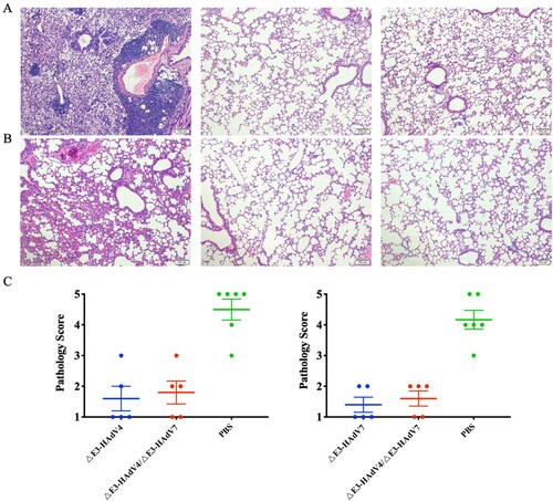 Figure 6. Histopathological observation and histological score of lung tissues from infected mice. Lung sections derived from mice infected with Wt-HAdV4(A) or Wt-HAdV7(B) were stained by H&E 3 and 5 days after challenge, respectively. (C) Scoring for histological changes in lungs of infected mice. Each symbol represents one mouse, and the line indicates the mean value of the group.