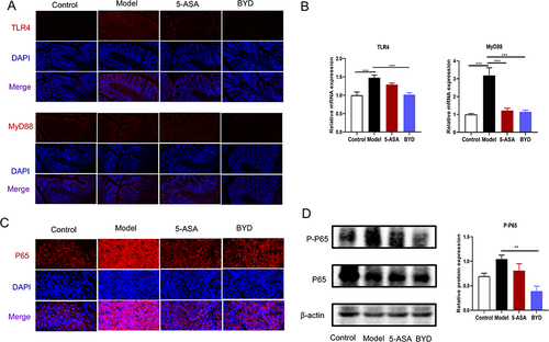 Figure 9 BYD suppresses TLR4/MyD88/NF-κB signaling pathway in colitis rat. (A) Immunofluorescence of TLR4, MyD88. (B) Relative mRNA expression of TLR4 and MyD88 in the colon tissue of rats (n = 6–8). (C) Immunofluorescence of p65. (D) Immunoblots of p65 and p-p65 in the colon tissue of rats. Data are expressed as Mean ± SEM. ** P < 0.01, *** P < 0.001; one-way ANOVA with Tukey’s post hoc analysis.