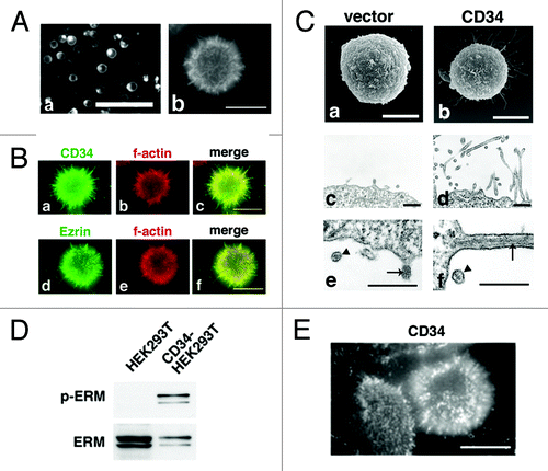 Figure 2. Formation of microvilli-like protrusions in CD34-HEK293T cells. (A) Subcellular localization of CD34-GFP in HEK293T cells. Images of HEK293T cells transfected with a CD34-GFP expression vector (CD34GFP-HEK293T cells) were captured at low magnification on a culture dish (a) or at high magnification on a glass coverslip (b). Scale bars: 100 µm (a) and 10 µm (b). (B) Subcellular localization of CD34 in CD34-HEK293T cells. CD34-HEK293T cells were double stained with anti-CD34 (a) or anti-Ezrin (d) antibodies and phalloidin (b and e). Staining was co-localized in microvilli-like protrusions from CD34-HEK293T cells. Merged images (c and f). Scale bars: 10 µm. (C) Electron microscopy of HEK293T transfectants. Scanning electron micrograph of Vector-HEK293T (a) and CD34-HEK293T (b) cells. Ultrathin section electron micrograph of Vector-HEK293T (c) and CD34-HEK293T (d) cells. Magnified images of microvilli-like protrusions from Vector-HEK293T (e) and CD34-HEK293T (f) cells. Arrowheads indicate lipid bilayer membranes. Arrows indicate actin filaments. Scale bars: 5 µm (a and b) and 500 nm (c–f). (D) Immunoblot analysis of ERM proteins in CD34-HEK293T cells. Alterations of ERM phosphorylation was detected by immunoblotting. (E) Immunofluorescence with an anti-p-ERM antibody. p-ERM proteins were observed at microvilli-like protrusions from CD34-HEK293T cells (b). Scale bars: 10 µm.