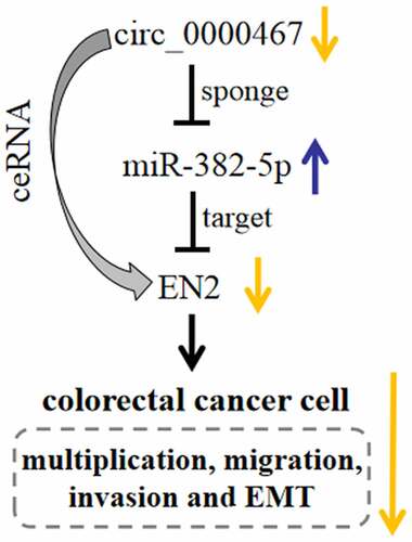 Figure 6. Graphic abstract: Depletion of circ_0000467 suppressed the malignant phenotypes of CRC cells via modulating the expression levels of miR-382-5p and EN2