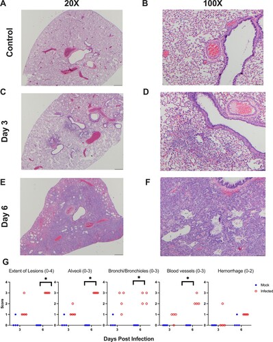 Figure 3. Primary SARS-CoV-2 infection causes lung pathology consistent with COVID-19. Shown are H & E stained lung sections imaged at 20× and 100× magnification, scale bars are 500 and 100 μm respectively. (A,B) Lungs taken from an uninfected control animal; no lesions observed in day 3 or 6 animals, only day 3 animals are displayed. (C,D) Lung, 3 days post-primary SARS-CoV-2 infection: Prominent pathological features include a mild mononuclear cell infiltrate centred around bronchioles, minimal perivascular infiltrate, bronchiolar epithelial degeneration, and alveolar oedema. (E,F) Lung, 6 days post-SARS-CoV-2 infection: Prominent features include marked type II pneumocyte hyperplasia, robust bronchiolar and interstitial mononuclear cell infiltrate, perivascular oedema, and moderate alveolar oedema. (G) Lungs were scored on the extent of lesions (0–4), alveoli (0–3), bronchi/bronchioles (0–3), blood vessels (0–3), and haemorrhage (0–2). * denotes p ≤ 0.05 between scores for each group.