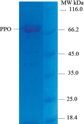 Figure 1. SDS-PAGE of the purified phenoloxidase from Galleria Mellonella L.
