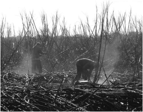 Figure 2. Photograph of burnt cane harvesters in Nicaragua demonstrating the high potential for ash inhalation.