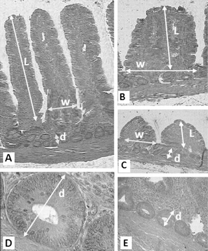 Figure 1. Representative light micrographs of intestinal villus morphometry in the experimental chicks. (A) Villi length (L), width (w) and crypt depth (d) in tall villus. (B) Villi length (L) and width (w) in a tongue-shaped villi. (C) Villi length (L), width (w) and crypt depth (d) in short villus. (D) Crypt depth (d) at 10×. (E) Crypt depth (d) at 4×.