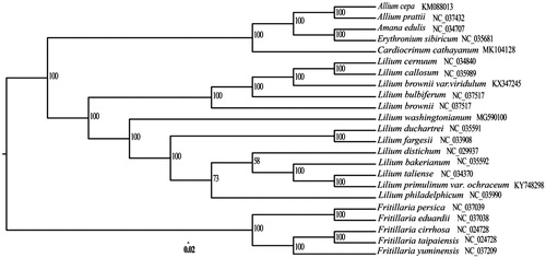 Figure 1. Phylogenetic tree based on 23 complete chloroplast genome sequences.