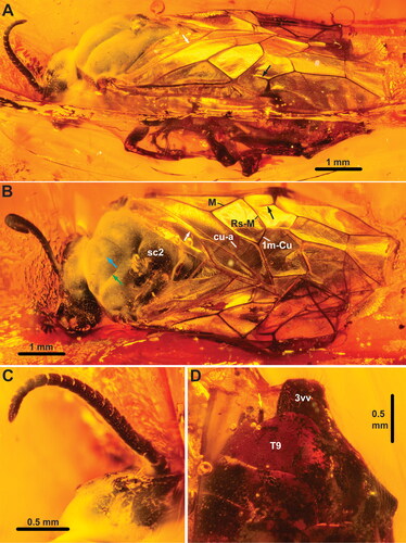 Figure 5. †Eodiprion groehni, female holotype (GPIH 4498). A, habitus, lateral; B, habitus, dorsal; C, antenna; D, tip of abdomen. White arrow = constriction of anal cell; black arrow = abcissa of Rs; cyan arrow = median mesoscutal sulcus; green arrow = notauli; yellow arrow = cercus. Abbreviations: 3vv, 3rd valvula; sc2, mesoscutellum; T9, abdominal tergum 9. Remaining abbreviations (M, Rs-M, etc.) refer to wing veins, see main text.