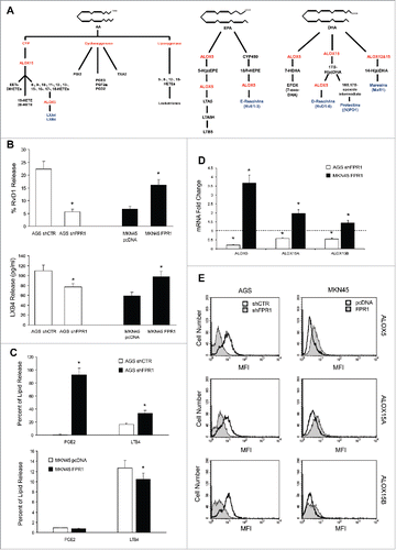 Figure 1. Relation between FPR1 expression and SPM biosynthesis machinery. (A) Schemes of arachidonic acid-AA, docosahexaenoic acid-DHA, and eicosapentaenoic acid-EPA metabolism. (B) AGS shFPR1 cl 15 cells produced significantly lower amounts of RvD1 and LXB4 compared to AGS shCTR cells, while MKN45 cells overexpressing FPR1 (MKN45 FPR1 cl 4) released higher amounts of RvD1 and LXB4 compared to empty vector transfected cells (MKN45 pcDNA), as evaluated by EIA assays. Data are represented as mean ± SD of five independent experiments. *p < .05 compared to the relative control. (C) Increased release of PGE2 and LTB4 from shFPR1 AGS cells and from MKN45 pcDNA cells compared to the relative control cells, assessed by EIA. Data are represented as mean ± SD of three independent experiments. *p < .05 compared to the relative control. (D) AGS shFPR1 cl 15 expressed significantly lower levels and MKN45 FPR1 cl 4 significantly higher levels of ALOX5, ALOX15A, and ALOX15B mRNAs compared to relative controls (dotted line), as assessed by real-time PCR. Data are represented as mean ± SD of three independent experiments. *p < .05 compared to the relative control. (E) ALOX5, ALOX15A, and ALOX15B protein levels were lower in AGS shFPR1 vs. AGS shCTR, and in MKN45 pcDNA vs. MKN45 FPR1 cells, as evaluated by cytofluorimetric analysis. One representative experiment out of three is shown.