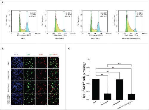 Figure 4. Overexpression of BmGeminin1 and BmGeminin2 in BmN-SWU1 cells. (A) Cell cycle analysis of BmN-SWU1 cells transfected with BmGeminin1 and BmGeminin2 recombinant plasmids (BmGem1-GFP, BmGem2-GFP) by flow cytometry. GFP was used as the control. (B) Anti-BrdU antibody labeled BmN-SWU1 cells transfected with BmGeminin1 and BmGeminin2. Green fluorescence represents positive cells. (C) Ratio of positive cells labeled with BrdU (**P < 0.01).