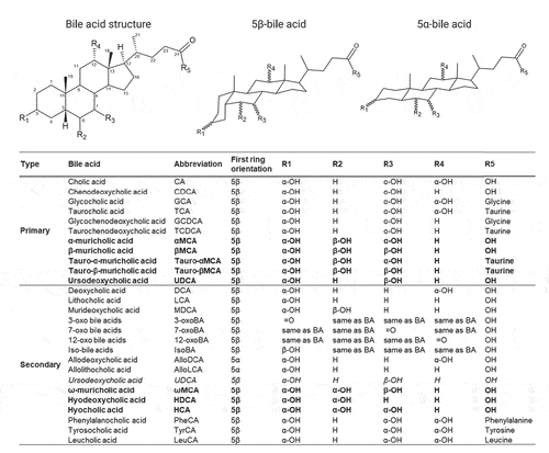 Figure 2. Structure, diversity and metabolism of known human and murine bile acids. Structure and site hydroxylation of the sterol chore for bile acids found in humans and rodents. Hydroxyl groups that are in the α-orientation are located below and are axial to the plane of the sterol chore, while hydroxyl groups in the β-orientation are located above and are equatorial to the plane of the sterol chore. Standard bile acids have the first ring in the β-trans-orientation, yielding 5β-bile acids, while allo-bile acids have this ring in the cis-orientation, yielding 5α-bile acids.Citation37 Mouse-specific bile acids are represented in bold, and human-specific bile acids are represented in italics. Created with ACD/ChemSketch, version 2021.1.2, Advanced Chemistry Development, Inc., (ADC/Labs), Toronto, ON, Canada, www.acdlabs.com.