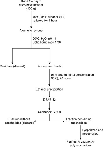 Figure 1 Flowchart for Porphyra yezoensis polysaccharide extraction and purification.Abbreviation: DEAE, diethylaminoethanol.