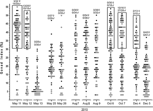 Figure 5. Summary of gonad indices for collections of A. lucayanum from 11 May 2010 to 5 December 2010; symbols are as in Figure 4. For each collection, numbers above the gonad index data show how many females and males spawned when placed in the dark the evening of collection (on some dates only specimens represented by circles in boxed regions were placed in the dark).