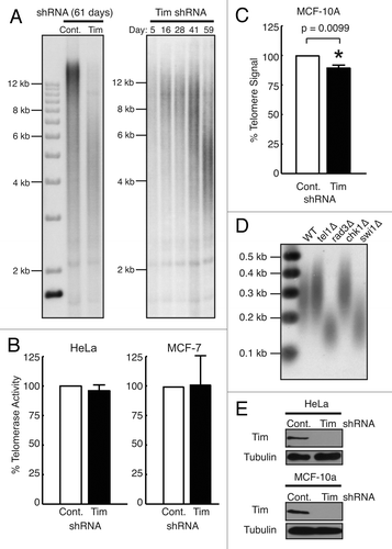 Figure 1. Timeless depletion leads to loss of telomeric DNA. (A) Telomere restriction fragment (TRF) Southern blotting analysis in HeLa cells. HeLa cells were infected by lentivirus expressing control or Timeless shRNA and continuously cultured under selection for the indicated days. Genomic DNA was prepared, digested with RsaI and HinfI, and processed for TRF Southern blot analyses using a radiolabeled telomere-specific probe. RsaI and HinfI are frequent cutters that digest genomic DNA, but do not target telomere repeats,Citation67 generating a broad telomere hybridization signal ranging from 2 kb to 20 kb in HeLa cells. (B) Quantitative telomerase activity assay. Telomerase activity in Timeless shRNA cells is shown as a value relative to the activity in control shRNA cells. Cell line is indicated on each graph. Data are from at least three independent experiments and error bars represent standard deviations. (C) Telomere Flow-FISH assay of MCF-10A cells expressing the indicated shRNA. Six days post infection, cells were subjected to Telomere Flow-FISH using a FITC-conjugated telomere-specific probe, analyzing telomere signal in G1 cells. Error bars correspond to standard deviations obtained from three independent experiments. *The P-value determined by paired Student’s t-test is indicated. (D) Telomere restriction analysis of S. pombe cells. Genomic DNA prepared from the indicated cells was digested by ApaI and processed for Southern blot using a telomere probe. The ApaI site is located 30–40 bp away from telomeric repeat sequences of S. pombe chromosome termini,Citation74 generating a ~300 bp telomere hybridization signal in the wild-type (WT) strain. (E) western blotting analysis of Timeless (Tim) protein in HeLa and MCF-10A cells expressing the indicated shRNA are shown, confirming knockdown of Timeless protein. Tubulin was used as a loading control.