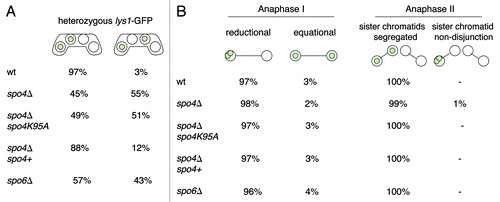 Figure 2. Segregation of sister centromeres in spo4Δ and spo6Δ meiotic cells. (A) The wild-type strain h− lys1-GFP (wt) (JG11338) and h− lys1-GFP strains carrying knockout alleles of spo4 (spo4Δ) (JG14885) or spo6 (spo6Δ) (JG14888) were crossed to h+ strains of the same genotype but lacking lys1-GFP (JG11339, JG14872 and JG14879, respectively). Similarly, strains carrying a knockout allele of spo4 transformed with a plasmid carrying either a wild-type allele of spo4 (spo4Δ spo4+) (JG14911) or a “kinase-dead” allele of spo4 (spo4Δ spo4K95A) (JG14913) were crossed to h+ strains of the same genotype but lacking lys1-GFP (JG14903 and JG14907, respectively). Cells were sporulated and stained with Hoechst. Segregation of chromosome I was scored in at least 100 asci. (B) The strains described in (A) were fixed and stained with antibodies against tubulin and GFP. DNA was visualized by Hoechst staining. Cells were examined under a fluorescence microscope and segregation of chromosome I, marked by lys1-GFP, was scored in 100 anaphase I or anaphase II cells.