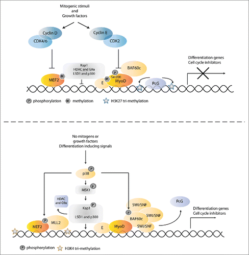 Figure 5. Coordinating muscle-specific gene expression with cell cycle exit. (A) In proliferating cells, muscle-specific gene expression is prevented by phosphorylation of MyoD by CDK2-cyclin E, as well as inhibition of the collaborating MEF2 transcription factor by CDK4/6-cyclin D. In addition the scaffolding protein KAP1 is bound to MyoD-E12 and MEF2 transcription factors, which results in the recruitment of co-repressor complexes that also methylate and inhibit MyoD and MEF2. The presence of PcG complexes further inhibits transcription of muscle specific genes. Reduction of growth factors allows differentiation, in part through downregulation of the inhibitory phosphorylations. Simultaneously, differentiation signals induce p38 MAPK activation. Activation of p38 results in phosphorylation of BAF60c bound to MyoD, which triggers the assembly of a functional SWI/SNF complex onto the preassembled MyoD/BAF60c pioneer complex. Recruitment of the SWI/SNF chromatin remodeler contributes to the replacement of PcG complexes and results in the formation of an open and active chromatin state. In addition, p38 MAPK phosphorylates MEK2, which induces recruitment of an MLL2-menin HMT transcriptional activator. As a third mechanism, activation of the p38 MAPK pathway leads to phosphorylation of KAP1, thereby triggering release of co-repressors and recruitment of co-activators at target gene promoters. See text for further information and references.