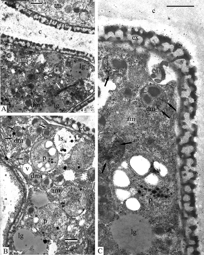 Figure 7. Cytochemical reactions. A, B. Treatment of the section with 1% solution of pronase E: A. Treatment at 20 °C for 22h. Two microspores of a tetrad, one typical (upper one: tm) and one atypical, with dark cytoplasm (lower one: am) have no “strings” in the cytoplasm; B. Treatment at 37 °C for 4h. Deviating microspore (am). No “strings” are recognisable in the cytoplasm, but they are preserved inside double-membrane organelles (arrows). C. Treatment of the section with 1% solution of lipase at 37 °C for 4h. “Strings” are well preserved inside the double-membrane organelles (arrows), but disappeared from the cytoplasm. Legend to all figures: c – callose, dm – double membrane organelle, ex – exine, lg – lipid globule, ls – lysosome, p – plastid, v – vacuole. Scale bars – 0.5 μm.