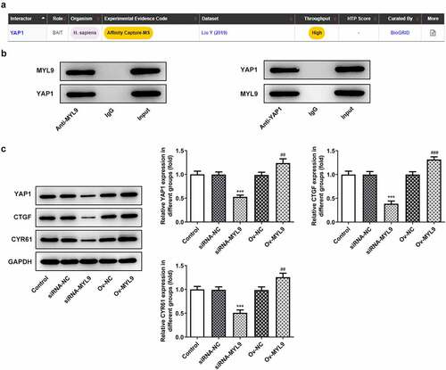 Figure 4. MYL9 bound to YAP1 and regulated the expression of YAP1 and its downstream signaling proteins after overexpression and knockdown of MYL9. (a) BioGRID database (https://thebiogrid.org/) was used to predict that MYL9 could interact with YAP1. (b) Co-IP assay was used to validate the binding between MYL9 and YAP1 in HCT116 cells. (c). Expression of YAP1 and its downstream signaling proteins CTGF and CYR61 was examined by Western blotting. ***P < 0.001 vs. siRNA-NC; ##P < 0.01, ###P < 0.001 vs. Ov-NC.