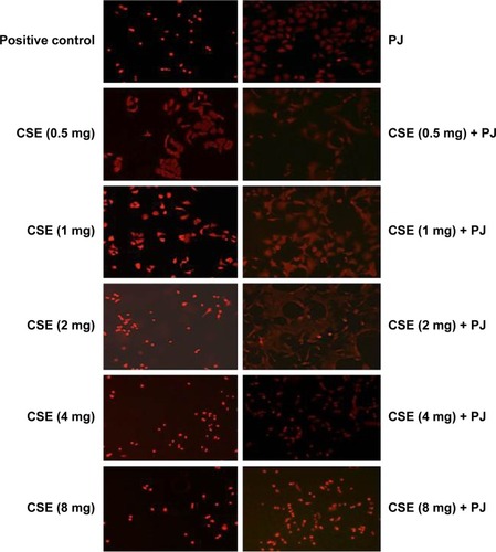 Figure 8 CSE-induced oxidative stress in A549 cells.