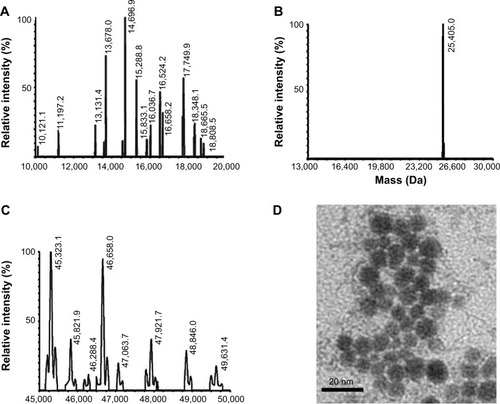 Figure 4 ESI-MS spectra of PAMAM (A), carboxyl-PAMAM-Ni-NTA, (B) and PAMAM-Ni-NTA-PS (C). (D) TEM image of Affibody attached dendrimers (ADPN).Note: Size of the bar in (D) is 20 nm.Abbreviations: ESI-MS, electrospray ionization mass spectrometry; PAMAM, poly(amidoamine); PS, 5,10,15,20-tetrakis (4-hydroxyphenyl)-21H,23H-porphine; TEM, transmission electron microscope; DPN, PAMAM-(PS)-Ni-NTA; ADPN, DPN with affinity.