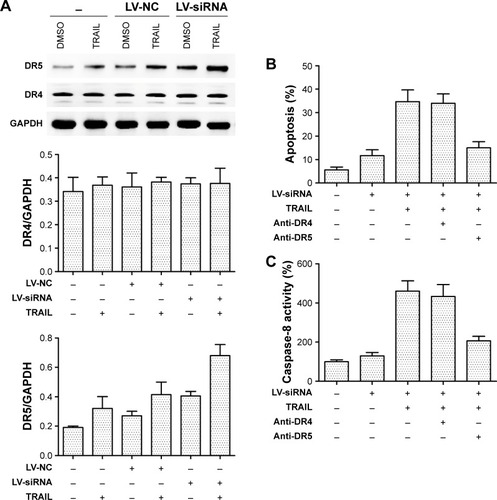 Figure 6 Silencing DcR3 combined TRAIL (100 ng/mL) can increase the expression of DR5.