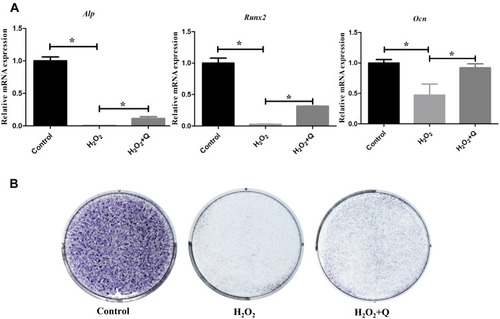 Figure 4 Quercetin protects the osteogenic potential of hPDLCs in vitro. (A) Expression of osteogenic genes (Alp, Runx2, and Ocn) on the 7th day of osteogenic induction in each group. (B) Representative ALP staining results on the 7th day of osteogenic induction in each group. All data are presented as the mean ± SD, *p < 0.05.