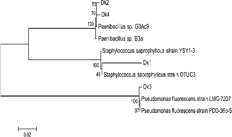 Figure 1. Neighbour-joining tree of bacterial isolates from D. kuriphilus. The dendrogram was constructed by MEGA 6.0 software based on the partial sequences of the 16S rRNA gene. Bootstrap values shown next to nodes are based on 1000 replicates. The scale on the bottom of the dendrogram shows the degree of dissimilarity.