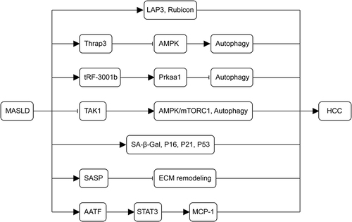 Figure 4 Mechanisms of autophagy and senescence in the development of MASLD-associated HCC. The upregulation of LAP3, Thrap3, tRF-3001b, and the autophagy-inhibitory protein Rubicon in MASLD inhibits autophagy. The deletion of TAK1 leads to chronic inflammation, fibrosis, and carcinogenesis in the liver by blocking the AMPK/mTORC1 pathway and autophagy. As MASLD advances, senescence-related markers (SA-β-Gal, p16, p21, and p53) persistently increase, contributing to the pathogenesis of MASLD-HCC. SASP worsens cellular senescence through autocrine and paracrine secretion, impedes ECM remodeling, and promotes tumor formation. AATF, overexpressed in MASLD, MASH, and MASLD-HCC via STAT3, enhances MCP-1 expression, promoting HCC.