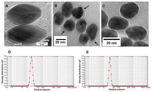 Figure 3 (A–C) Transmission electron microscopy images of GNP and GNP–MB (20 μg/mL; MB) conjugate. (C) Synthesized and clearly spherical colloidal GNPs with average size 21 ± 2.5 nm. (B) MB-conjugated GNPs and coating of MB around GNP are shown by black arrows. (A) The 2.52-nm thickness of MB coating around GNP. Photon cross-correlation spectra of GNP and GNP–MB (20 μg/mL; MB) conjugate are shown in (D and E) respectively. (D) Hydrodynamic mean diameter of GNP around 22.4 nm. (E) Hydrodynamic mean diameter of GNP–MB conjugate around 26.5 nm.Abbreviations: GNP, gold nanoparticle; MB, methylene blue.