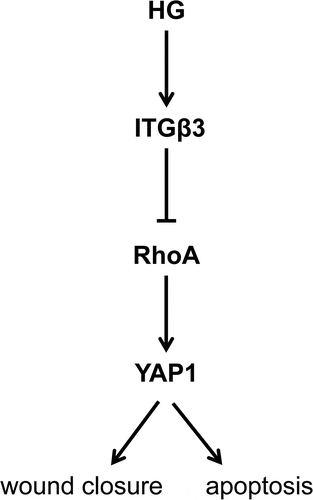 Figure 5. A schematic to unveil our work in this study. HG-induced ITGβ3 overexpression inhibited the expression of RhoA-YAP1 axis, resulting in the promotion of the ability of wound closure in vitro and podocyte apoptosis