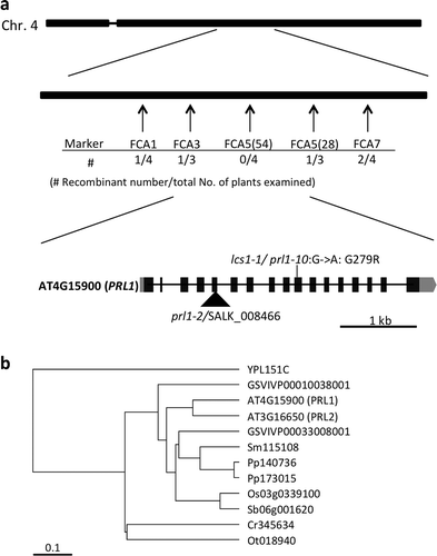 Figure 2 Identification of the causal gene of lcs1-1. (a) Position of causal gene on chromosome 4 and the exon-intron structures of Pleiotropic Regulatory Locus 1 (PRL1) gene. Simple sequence length polymorphism markers are indicated in arrows. Recombinant F2 individuals per total F2 individuals examined are shown under each marker. Insertion site of T-DNA in SALK_008466/prl1-2 and nonsynonymous mutation of lcs1-1/prl1-10 are shown. Filled boxes, gray boxes and thick bars indicate exons encoding a protein, untranslated regions and introns, respectively. (c) Phylogenetic tree of PRL1 homologs. Homologs of PRL1 are searched by SALAD database v. 3 (Mihara et al. Citation2009). The tree was constructed by Unweighted Pair Group Method with Arithmetic mean methods based on amino acid sequences. YPL: Saccharomyces cerevisiae, GSVIVP: Vitis vinifera, Sm: Selaginella moellendorffi, Pp: Physcomitrella patens, Sb: Sorghum bicolor, Cr: Chlamydomonas reinhardti, Ot: Ostreococcus trauri.