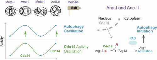 Figure 1. Model of Cdc14-mediated meiotic autophagy oscillation. Left, cytosolic Cdc14 oscillation stimulates autophagy oscillation at anaphase I (Ana-I) and anaphase II (Ana-II); Right, nuclear Cdc14 relocates to the cytosol to stimulate autophagy by dephosphorylating Atg13 and activating Atg1 at the PAS.