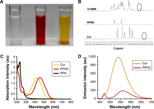 Figure 3 Analysis of the interaction between the Cur and HPBA.Notes: (A) Color difference of the PPH solution, the PPHC nanoparticle, and the mixture of Cur and PP. (B) 1H NMR spectra of the mixture of HPBA and Cur, HPBA and Cur in CD3OD/DMSO-d6 (1:1) solvent. (C) UV–Vis spectra of Cur, PPHC, and PPH in water (Ccur=20 μg/mL, Cur was solubilized with 5% DMSO). (D) Fluorescence spectra of PPHC and free Cur in 50% DMSO aqueous solution (Ccur=20 μg/mL). The excitation wavelength is 474 nm.Abbreviations: Cur, curcumin; HPBA, 4-(hydroxymethyl) phenylboronic acid; PPH, 4-(hydroxymethyl) phenylboronic acid-modified PEG-grafted poly(acrylic acid) polymer; PPHC, curcumin-coordinated reactive oxygen species-responsive nanoparticle; PP, poly(ethylene glycol)-grafted poly(acrylic acid) polymer; 1H NMR, 1H nuclear magnetic resonance spectroscopy; CD3OD, tetradeuteromethanol; DMSO, dimethyl sulfoxide; DMSO-d6, deuterated dimethyl sulfoxide.