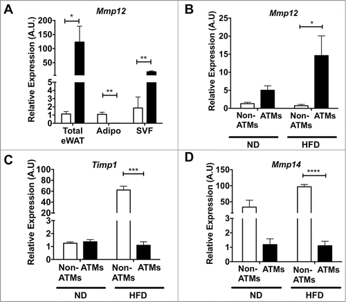 Figure 4. Mmp12 is primarily induced in adipose tissue macrophages with HFD. (A) Expression of Mmp12 from total eWAT, dissociated adipocyte fraction (Adipo), and the stromal vascular fraction (SVF) normalized to total ND eWAT levels. Expression analysis of (B) Mmp12, (C) Timp1, and (D) Mmp14 from FACS sorted eWAT SVF. (ATMs= Black bars, F4/80+ CD11b+, Non-ATMs = White bars, F4/80−CD11b−). (mean ± SEM; n = 4 per group, *P < 0.05, **< 0.01***0.001, ****0.0001).