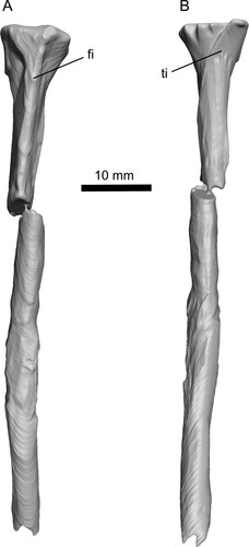 FIGURE 9. Tibia-fibula of Ceoptera evansae (NHMUK PV R37110), in A, lateral, and B, medial views. Abbreviations: fi, fibula; ti, tibia.