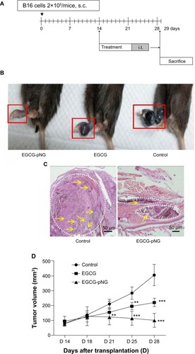 Figure 4 Increased tumor growth inhibition of EGCG by pNG in vivo.
