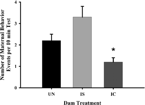 Figure 3 The frequency of maternal behavior by dam treatment groups on PPD eight. Each bar represents least squares mean (LSM) and standard error ( ± SEM) for n = 80 untreated (UN), 76 intermittent saline (IS), and 70 intermittent cocaine-treated (IC) dams. As indicated by the asterisk, results indicate a significantly lower frequency of maternal behavior in the IC-treated dams compared to both the UN (p ≤ 0.01) and IS (p ≤ 0.01) groups.