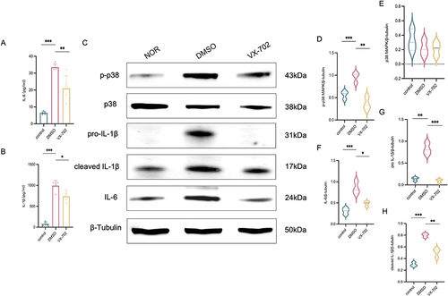 Figure 7 Effect of VX-702 on proinflammatory cytokines production and MAPK activation in LPS-induced RAW264.7. (A and B) The secretions of proinflammatory cytokines IL-6 and IL-1β in the supernatant. (C) The results of Western blot analysis in RAW264.7 with indicated antibodies against IL-6, pro IL-1β, cleaved IL-1β, p38 MAPK and p-p38 MAPK. (D-H) Expressions of IL-6, pro IL-1β, cleaved IL-1β, p38 MAPK and p-p38 MAPK were quantified by densitometry and normalized with β-tubulin. Data were expressed as mean ± standard deviation. Difference was made using unpaired Student’s t-test for normally distributed data. *p<0.05 **p<0.01 ***p<0.001.