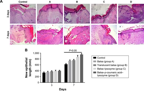 Figure 8 (A) Lengths of new epithelia (black arrows) at 3 and 7 days; (B) statistical graph of A.Notes: Lengths of new epithelia (arrows) at the wound surface in the control group and groups A, B, C, and D were D > C > B > A > control at 7 days after injury. Scale bars =200 µm.