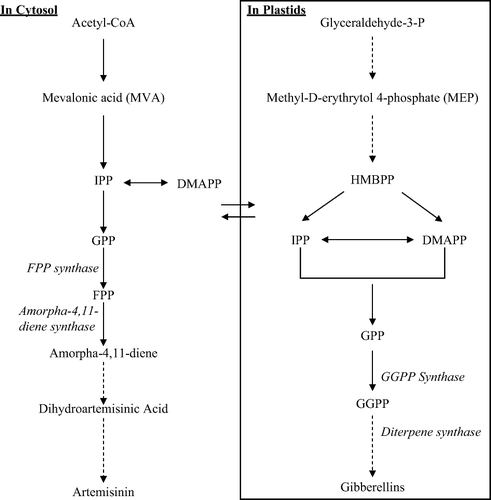 Figure 5.  The biosynthetic pathway of gibberellins and artemisinin (dashed arrow means more than one step) (Laule et al. Citation2003; Akhila Citation2007). DMAPP, dimethylallyl pyrophosphate; FPP, farnesyl pyrophosphate; GGPP, geranyl geranyl pyrophosphate; GPP, geranyl pyrophosphate; HMBPP, 1-Hydroxy-2-methyl-(E)-butenyl 4-diphosphate; IPP, Iso pentenyl pyrophosphate; MEP, Methyl-D-erythrytol 4-phosphate; MVA, Mevalonic acid.