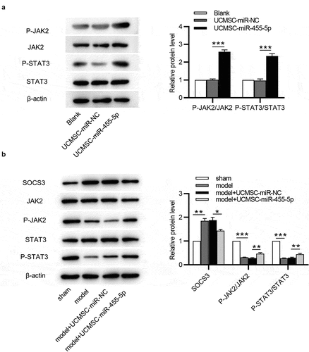 Figure 6. MiR-455-5p activates the JAK/STAT3 signaling pathway. (a) Western blotting for evaluating the levels of the JAK/STAT3 signaling pathway-associated proteins in ESCs. (b) Western blotting for assessing the levels of above proteins in murine uterine tissues. *p < 0.05, **p < 0.01, ***p < 0.001
