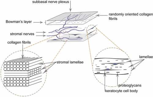 Figure 1. The human corneal stroma. A 10 µm-thick Bowman’s layer consisting of randomly oriented compacted collagen fibrils comprises the anterior portion of the stroma. Posterior to Bowman’s layer lies the corneal stroma proper, consisting of less compact but regularly arranged collagen fibrils organized in lamellae. Stromal cells called keratocytes are regularly interspersed throughout the stroma, preferentially between adjacent lamellae. Distributed within the lamellae in the extracellular matrix are proteoglycans produced by the keratocytes. Finally, corneal nerves traverse through the stroma and anteriorly form a dense subbasal nerve plexus.