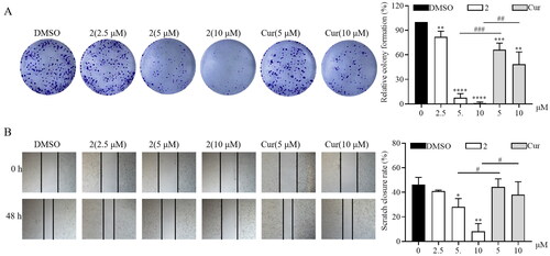 Figure 3. Compound 2 inhibits the proliferation and migration of SGC-7901 cancer cells. (A) The SGC-7901 cells treated with different concentrations of compound 2 (2.5, 5, and 10 µM) and curcumin (cur) (5 and 10 µM). Following a 12-h treatment period, the medium was replaced with a normal medium, and the cells were incubated until visible colonies formed. Finally, the colonies were stained with crystal violet staining solution and photographed. (B) The effect of compound 2 on the migration of SGC-7901 cells. The images were captured using phase contrast microscopy before (0 h) and after 48 h of treatment with different concentrations of compound 2 (2.5, 5, and 10 µM) and cur (5 and 10 µM). (*p < 0.05, **p < 0.01, ***p < 0.001, ****p < 0.0001 vs. DMSO group; #p < 0.05, ##p < 0.01, ###p < 0.001).