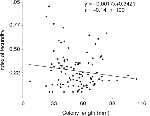 Fig. 4 Relationship between length (mm) and index of fecundity of Malacobelemnon daytoni (number mature oocytes, mm−2).