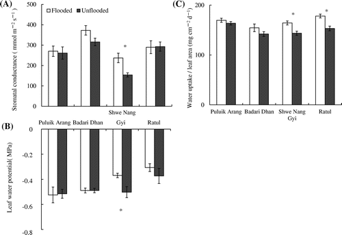 Figure 1. Stomatal conductance (A), LWP (B) of the fully expanded highest leaf and water uptake per unit leaf area (C) grown under different soil moisture regimes. Water uptake / leaf area were calculated dividing the daily amount of water uptake by the leaf area measured at 3 weeks after treatment (n = 6). The stomatal conductance (n = 5) and the LWP (n = 3) were measured of the fully expanded highest leaf, using a different plant. Vertical bars indicate the standard error. * indicate significant difference between flooded and unflooded conditions at p < 0.05 according to t-test.